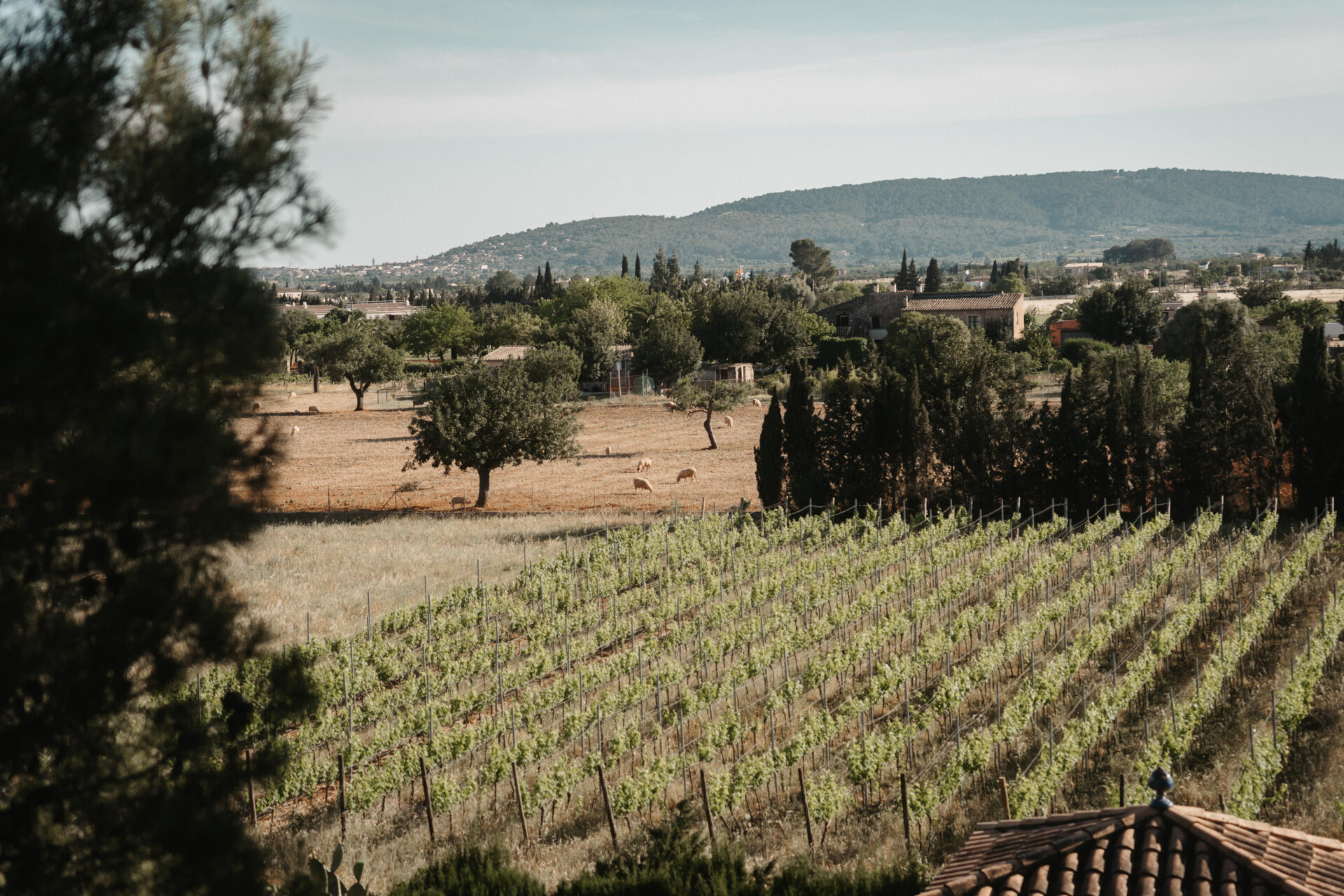 Genießen Sie die Natur: Can Davero Landhotel & Weingut auf Mallorca