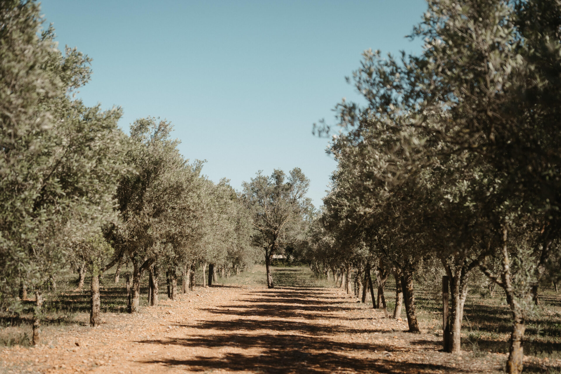 Entdecken Sie den Charme von Can Davero: Landhotel & Weingut auf Mallorca