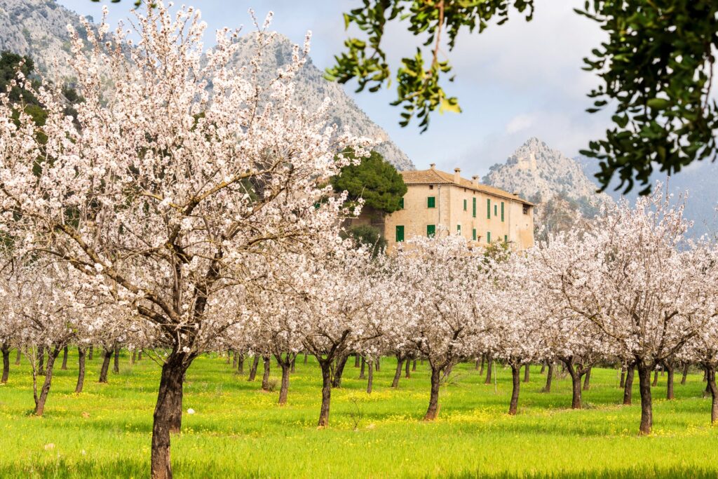 Wein und Erholung: Can Davero Landhotel & Weingut auf Mallorca